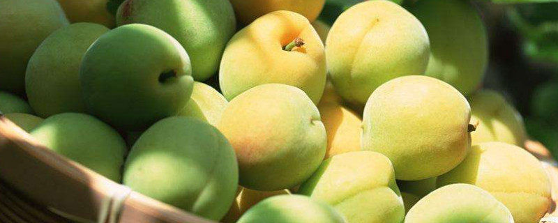 梅子什么時(shí)候成熟季節(jié)