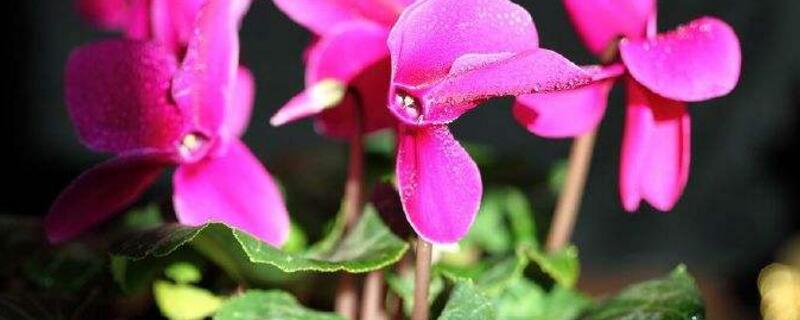 仙客來蔫了怎么補(bǔ)救