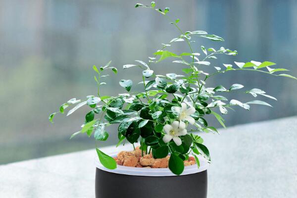 九里香適合室內(nèi)養(yǎng)嗎,長(zhǎng)期放在室內(nèi)影響人身體健康