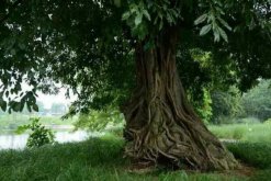 榕樹的風水禁忌，榕樹不容人(迷信說法)