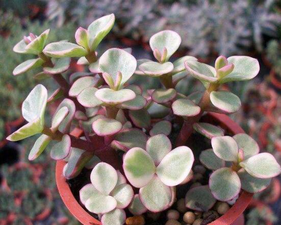 雅樂之舞的養(yǎng)殖方法和注意事項，老農(nóng)總結最實用八大養(yǎng)殖方法