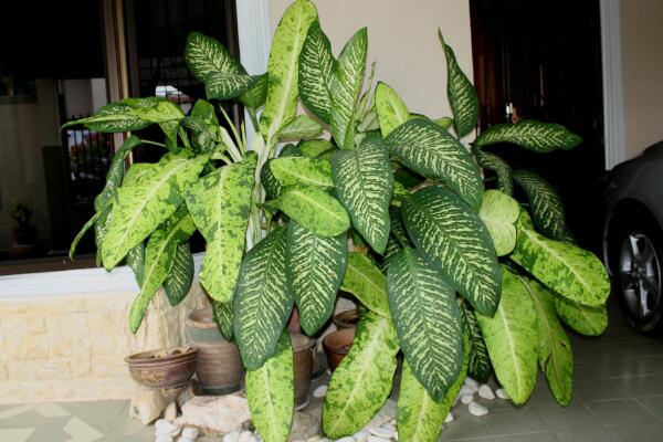 斑馬葉萬年青有毒嗎，可以在室內(nèi)養(yǎng)殖但要小心謹慎（有毒）