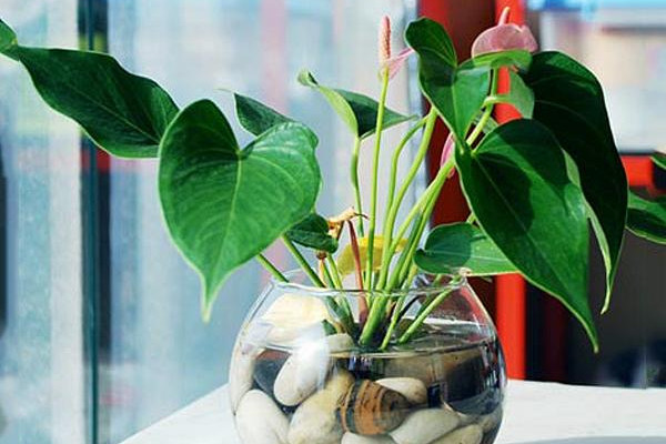 紅掌水培養(yǎng)殖方法，控制濕度是重中之重