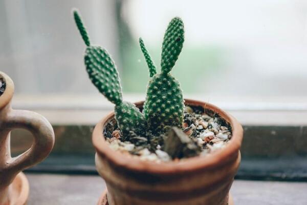 仙人掌爛半截怎么辦，切除發(fā)爛組織、換土消毒重新栽培