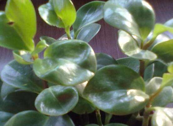 碧玉花的扦插方法圖解，教你五個扦插便可爆盆好方法