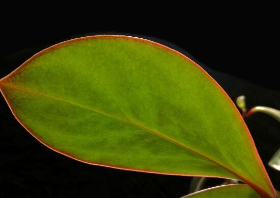 紫邊碧玉的養(yǎng)殖方法，老農(nóng)總結(jié)的七個基本方法