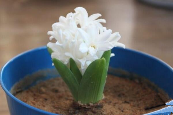 風(fēng)信子為什么長(zhǎng)不高，可能是因?yàn)槿粘９芾聿划?dāng)造成