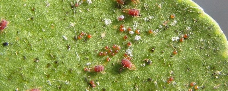 滴水觀音上的蟲(chóng)是什么蟲(chóng)