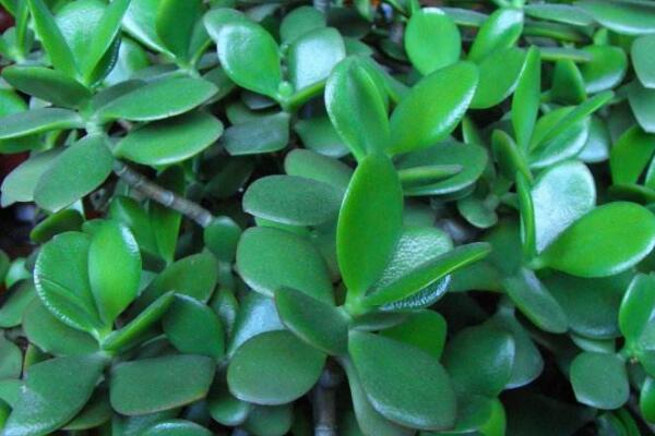 玉樹的藥用價值，催乳抗癌治癬