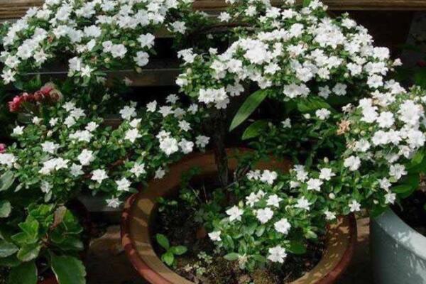 六月雪葉子發(fā)黑脫落