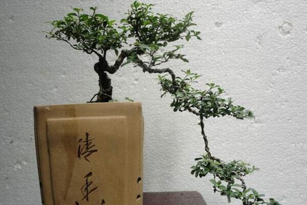 六月雪怎樣提根，六月雪盆景提跟技巧介紹