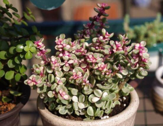 雅樂之舞怎么修剪，流枝修剪最為簡單(應(yīng)用廣泛)