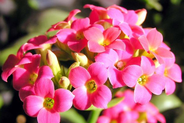 長(zhǎng)壽花春天可以修剪嗎