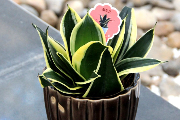 荷花蘭和虎皮蘭區(qū)別