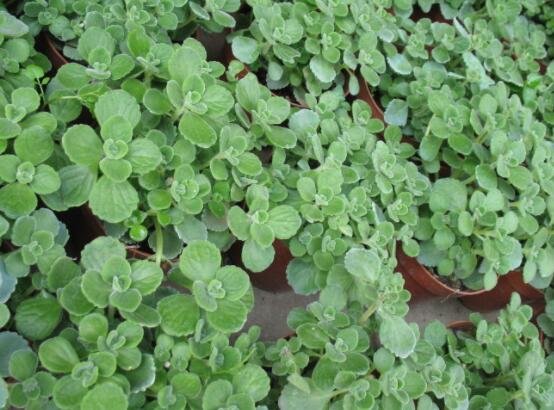 碰碰香怎么養(yǎng)茂盛，只需做好五個(gè)要點(diǎn)盆盆爆滿