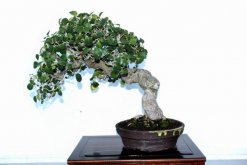 榕樹(shù)盆景能不能放家里（可以放），榕樹(shù)具有擋煞、化解不利的作用