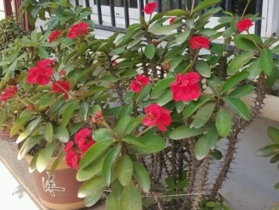 虎刺梅花瓣有毒嗎，皮膚接觸紅腫發(fā)癢/誤食惡心嘔吐