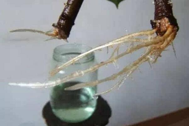 橡皮樹泡水生根的方法，3個步驟讓你橡皮樹深根固柢