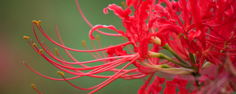 彼岸花葉子發(fā)白怎么回事