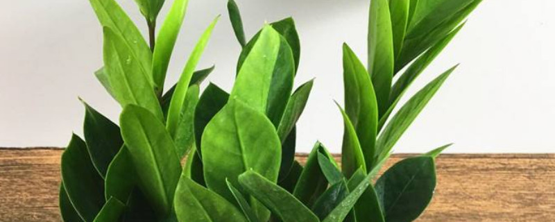 金錢樹怎么養(yǎng)才能發(fā)出新枝