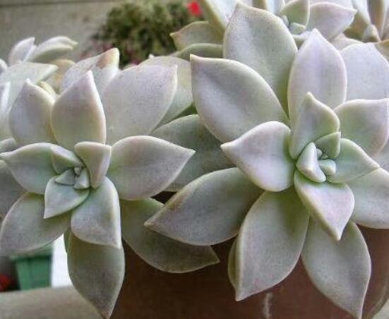 寶石花的花語是什么，代表著一種永不凋謝的愛、大富大貴