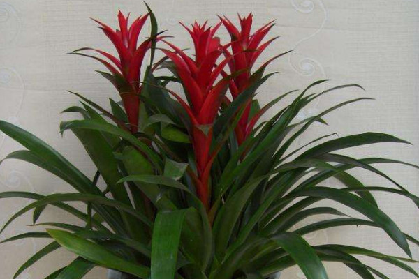 鴻運當(dāng)頭和鳳梨的區(qū)別