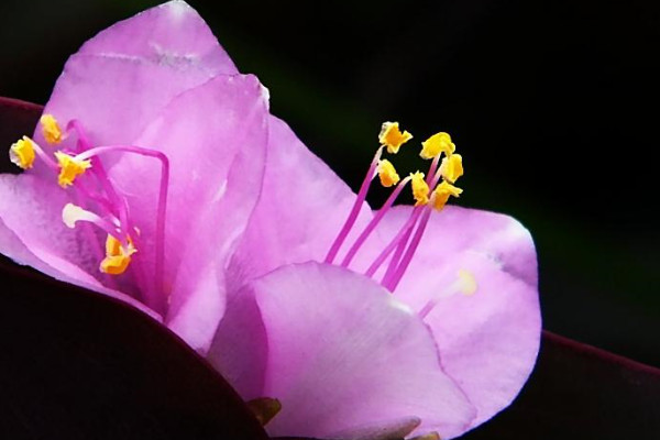 紫羅蘭能在室內(nèi)養(yǎng)嗎