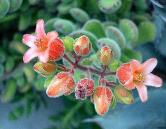 熊童子怎么養(yǎng)開花，做好五個要點花開爆盆