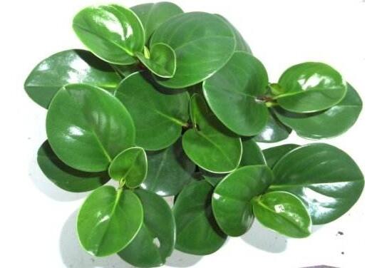 碧玉葉子發(fā)黃怎么辦，教你五步讓它重新恢復(fù)生機(jī)