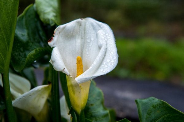 海芋花和馬蹄蓮的區(qū)別，海芋花花色單一并不豐富