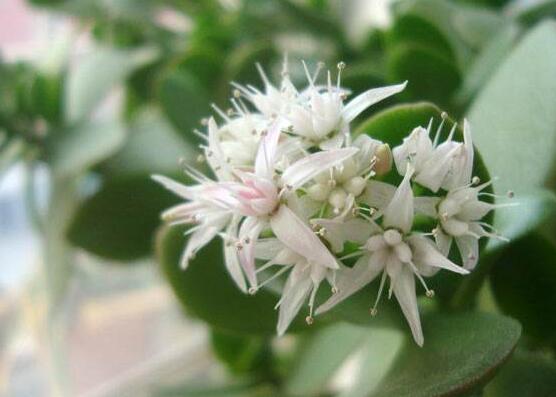 玉樹怎么澆水效果最好，不干不澆、澆則澆透