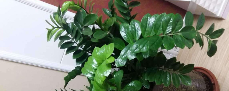 移栽金錢(qián)樹(shù)需要泡根嗎