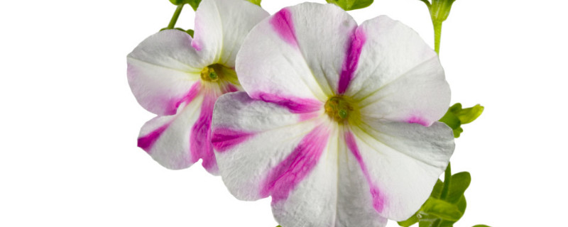 牽?；ㄔ诒狈侥苓^冬嗎