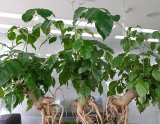 幸福樹擺放禁忌，盤點(diǎn)幸福樹五大擺放禁忌