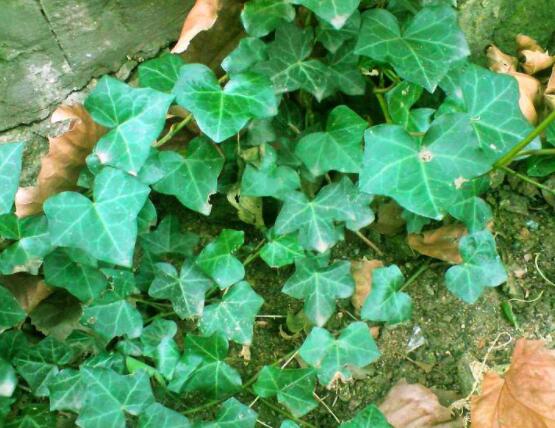 常春藤葉子干枯怎么辦，做好這五點即可恢復生機