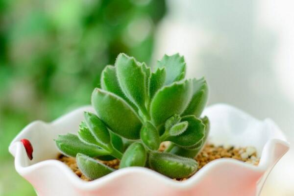 多肉熊童子的種植過程，熊童子種植詳細(xì)步驟介紹