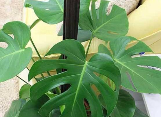 龜背竹黑斑病怎么辦，及時(shí)摘除病葉、噴灑藥物/保持通風(fēng)透氣