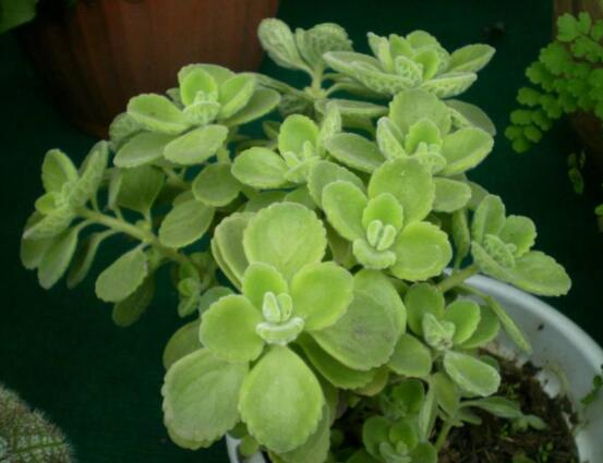 碰碰香扦插方法，教你六點(diǎn)步驟扦插爆盆