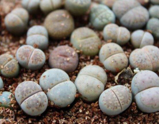 生石花怎么分株繁殖，教你一學(xué)就會五個基本步驟