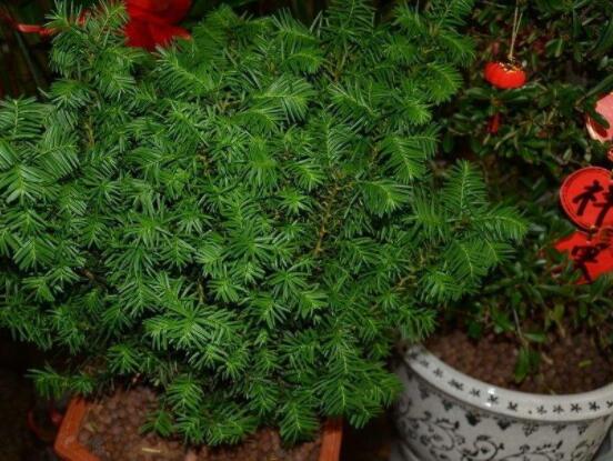 紅豆杉適合室內(nèi)養(yǎng)嗎，具有凈化空氣、延年益壽作用