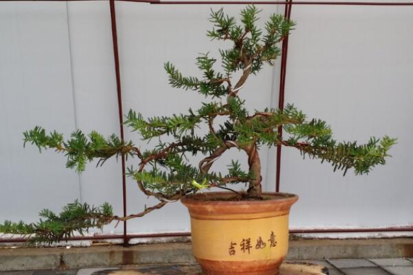 紅豆杉盆景養(yǎng)殖方法，做好這五步是關(guān)鍵