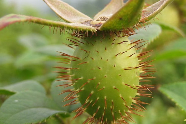 如何去除金櫻子果實(shí)外表的刺