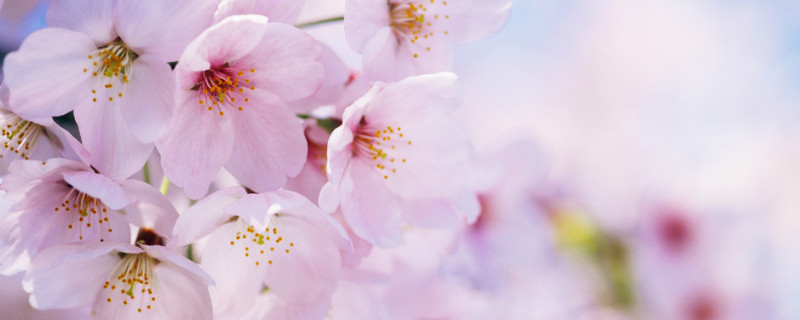 日本櫻花滿(mǎn)開(kāi)時(shí)間