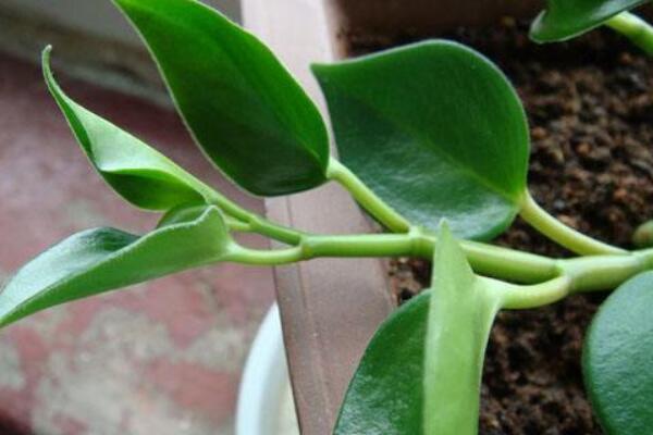 碧玉開花圖片，好看的碧玉花圖片欣賞