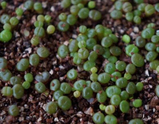 生石花怎么繁殖，最常用兩種繁殖方法(播種與分株)