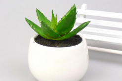 蘆薈的用途，集觀賞、食用、美容、藥用于一身