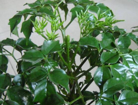 幸福樹的養(yǎng)殖方法，老農(nóng)教你八大基本養(yǎng)殖方法