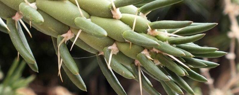 沙漠將軍怎么繁殖