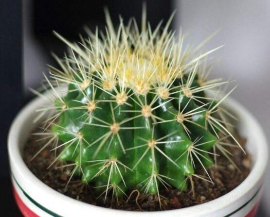 小仙人球的養(yǎng)殖方法和注意事項(xiàng)，老農(nóng)詳解七大最有效養(yǎng)殖方法