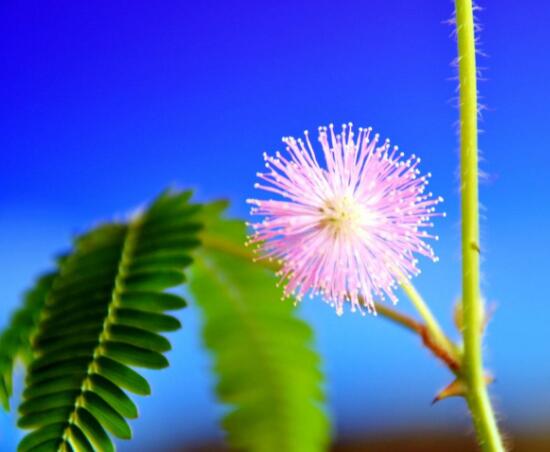 種含羞草會掉頭發(fā)嗎，會掉/家有孕婦和小孩忌養(yǎng)殖